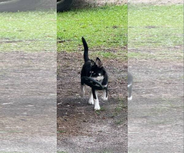Medium Photo #3 Siberian Husky Puppy For Sale in Holly Springs, NC, USA