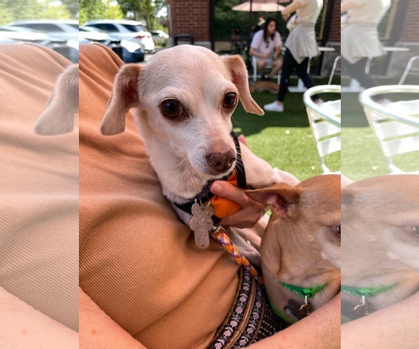 Medium Photo #4 Chihuahua Puppy For Sale in Holly Springs, NC, USA