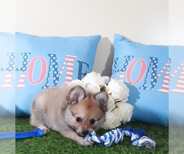 Medium Photo #4 Pomeranian Puppy For Sale in MOUNT VERNON, OH, USA
