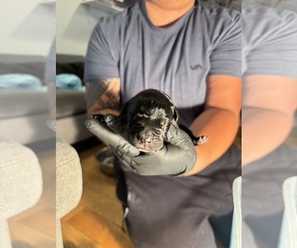 Medium Photo #6 Cane Corso Puppy For Sale in CASTRO VALLEY, CA, USA