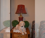 Small Photo #9 Golden Retriever Puppy For Sale in WEBSTER CITY, IA, USA