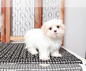 Mal-Shi Puppy for sale in NAPLES, FL, USA