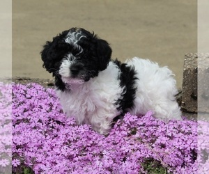 Poodle (Miniature) Puppy for sale in FREDERICKSBURG, OH, USA