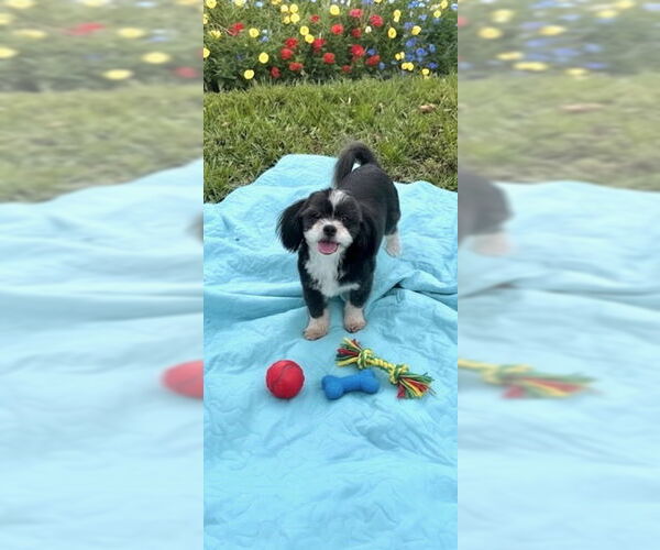 Medium Photo #8 Shih Tzu Puppy For Sale in Weston, FL, USA