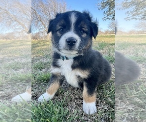 Miniature Australian Shepherd Puppy for sale in TAYLOR, TX, USA