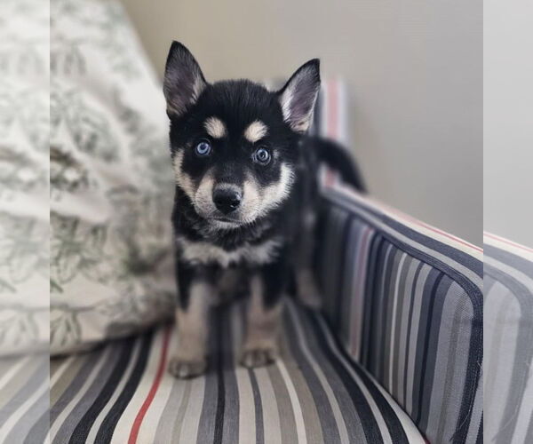 Medium Photo #5 Siberian Husky-Unknown Mix Puppy For Sale in McKinney, TX, USA