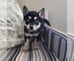 Small #4 Siberian Husky Mix