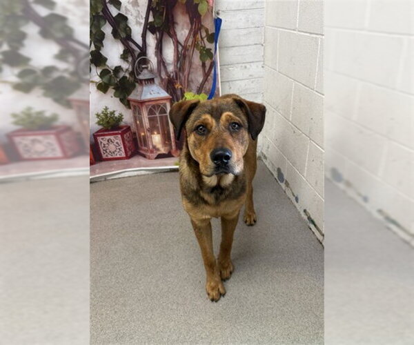 Medium Photo #1 German Shepherd Dog-Unknown Mix Puppy For Sale in San Bernardino, CA, USA