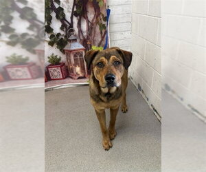 German Shepherd Dog-Unknown Mix Dogs for adoption in San Bernardino, CA, USA