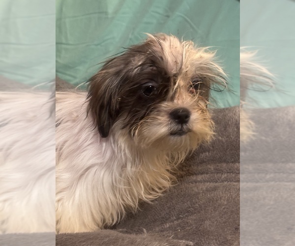 Medium Photo #3 Shih Tzu Puppy For Sale in BROOKLET, GA, USA