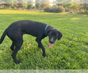 Labrador Retriever-Unknown Mix Dogs for adoption in Texas City, TX, USA