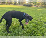 Small Labrador Retriever Mix