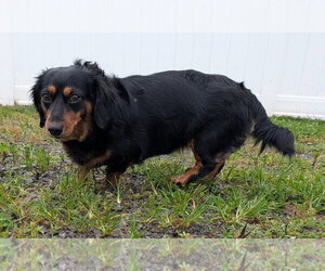 Dachshund Dogs for adoption in Shelbyville, TN, USA
