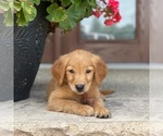 Small Photo #8 Golden Retriever Puppy For Sale in WOLCOTT, IN, USA