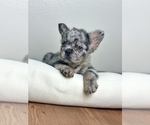 Small #13 French Bulldog