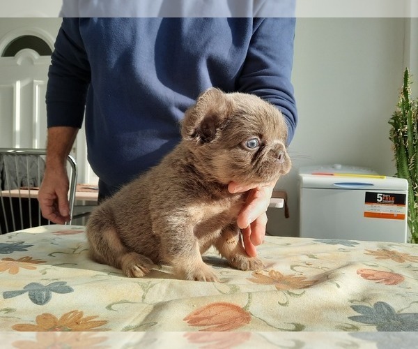 Medium Photo #8 French Bulldog Puppy For Sale in Kaposvar, Somogy, Hungary