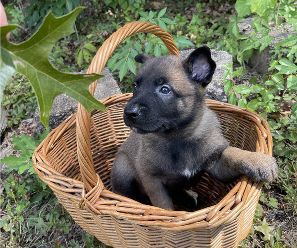 Medium Photo #6 Belgian Malinois Puppy For Sale in S CHARLESTON, WV, USA