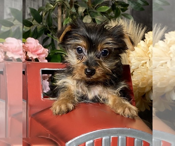 Medium Photo #1 Yorkshire Terrier Puppy For Sale in CANOGA, NY, USA