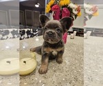 Puppy Miss Purple French Bulldog