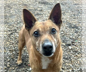 Rat Terrier-Unknown Mix Dogs for adoption in Anniston, AL, USA