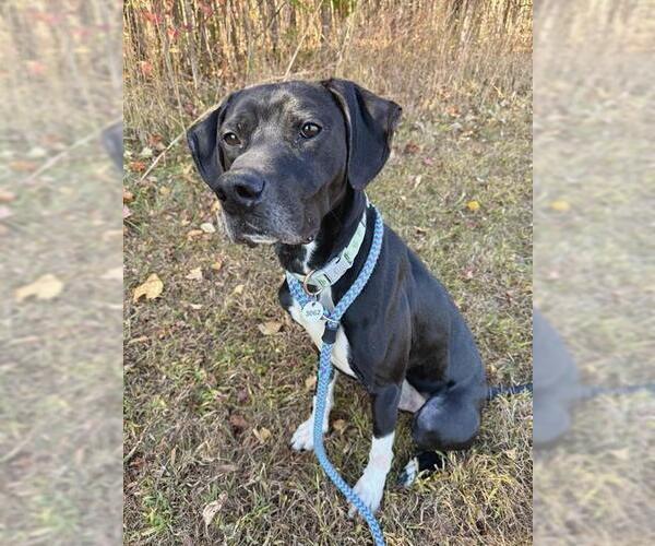 Medium Photo #2 Labrador Retriever-Unknown Mix Puppy For Sale in Forestville, MD, USA