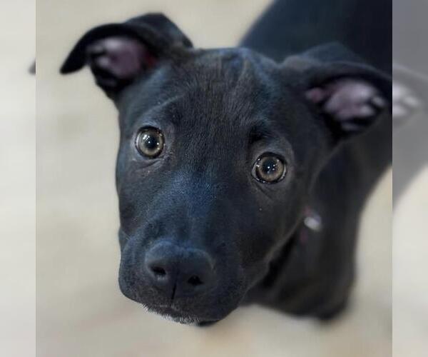 Medium Photo #13 Labrador Retriever-Unknown Mix Puppy For Sale in San Diego, CA, USA