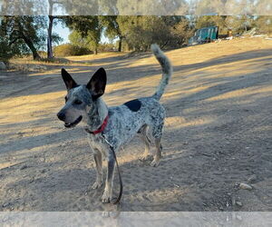 Mutt Dogs for adoption in Paso Robles, CA, USA