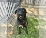 Small #1 Labrador Retriever
