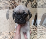 Small Pug