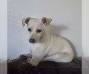 Chihuahua-Unknown Mix Dogs for adoption in Texarkana, TX, USA