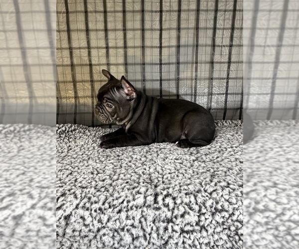 Medium Photo #2 French Bulldog Puppy For Sale in WACO, TX, USA