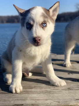 Medium Photo #1 Siberian Husky Puppy For Sale in LANSING, IL, USA