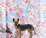 Small #1 Mutt