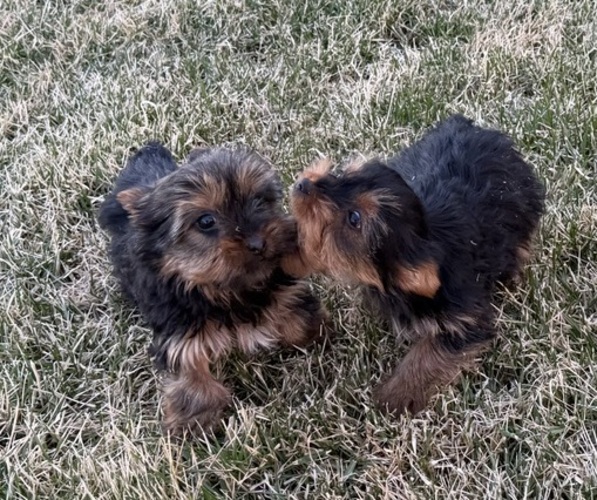 Medium Photo #1 Yorkshire Terrier Puppy For Sale in WILEY, CO, USA