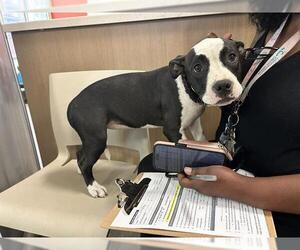 American Pit Bull Terrier Dogs for adoption in Louisville, KY, USA