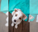 Small #1 Mutt