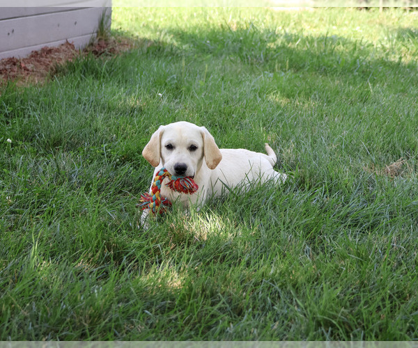 Medium Photo #5 Labrador Retriever Puppy For Sale in SYRACUSE, IN, USA