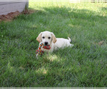 Small #4 Labrador Retriever