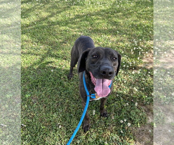 Medium Photo #4 Pointer-Unknown Mix Puppy For Sale in Monticello, MS, USA