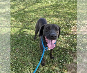Hazel - Female Pointer-Unknown Mix Dog for Adoption - Photo #4