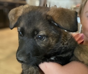 German Shepherd Dog Puppy for sale in SURPRISE, AZ, USA