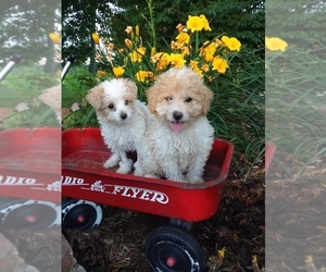 Medium Goldendoodle-Poodle (Miniature) Mix