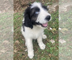 Bernedoodle-Great Pyrenees Mix Puppy for sale in MILTON, TN, USA