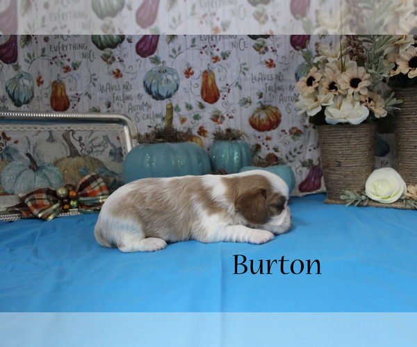 Medium Photo #7 Cavalier King Charles Spaniel Puppy For Sale in CHANUTE, KS, USA