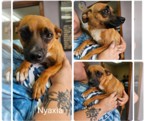 Chihuahua-Unknown Mix Dogs for adoption in Cranston, RI, USA