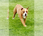 Small #2 Bullboxer Pit