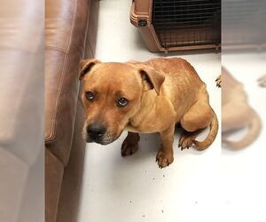 American Pit Bull Terrier-Bulldog Mix Dogs for adoption in Mt. Gilead, OH, USA