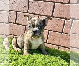 French Bulldog Puppy for sale in ATLANTA, GA, USA