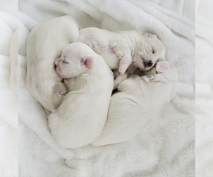 Maltese Puppy for sale in MIRAMAR, FL, USA