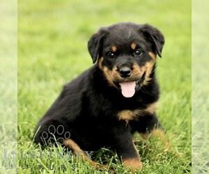 Rottweiler Puppy for sale in CHRISTIANA, PA, USA